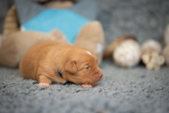 Femelle collier Bleu