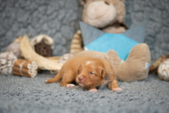 Femelle collier Bleu