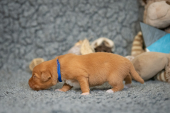 Femelle collier Bleu