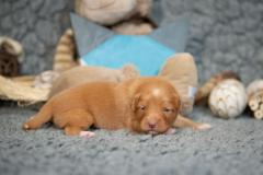 Femelle collier Bleu