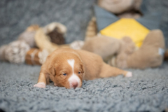 Femelle collier Jaune