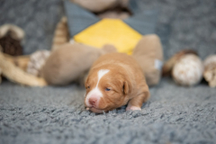 Femelle collier Jaune