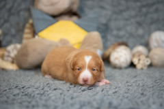 Femelle collier Jaune