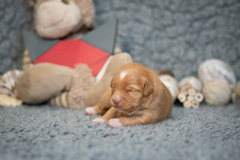 Femelle collier Rouge