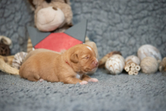 Femelle collier Rouge