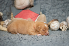 Femelle collier Rouge