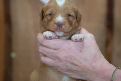 Femelle collier Rose