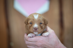 Femelle collier Rose