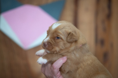 Femelle collier Rose