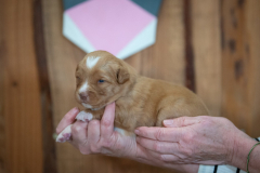 Femelle collier Rose