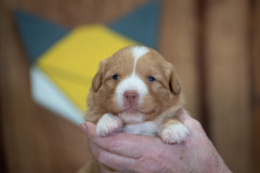Femelle collier Jaune