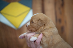 Femelle collier Jaune