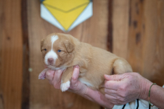 Femelle collier Jaune