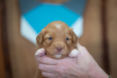 Femelle collier Bleu