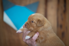 Femelle collier Bleu