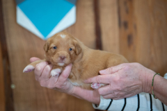 Femelle collier Bleu