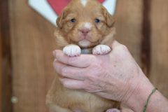 Femelle collier Rouge