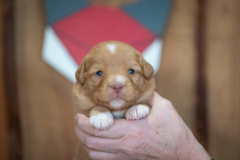 Femelle collier Rouge