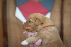 Femelle collier Rouge