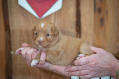 Femelle collier Rouge