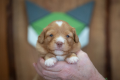 Femelle collier Vert
