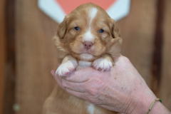 Femelle collier Orange
