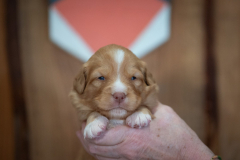 Femelle collier Orange