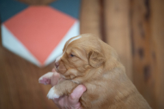 Femelle collier Orange