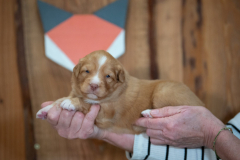 Femelle collier Orange