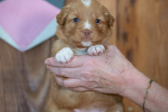 Femelle collier Rose