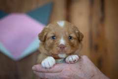 Femelle collier Rose