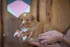 Femelle collier Rose