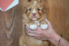 Femelle collier Orange