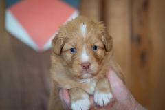 Femelle collier Orange