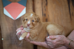 Femelle collier Orange