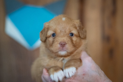 Femelle collier Bleu
