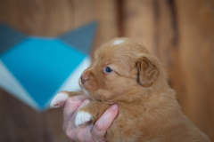 Femelle collier Bleu
