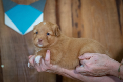 Femelle collier Bleu