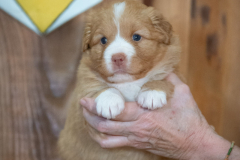 Femelle collier Jaune