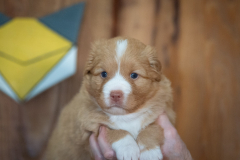 Femelle collier Jaune