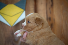 Femelle collier Jaune