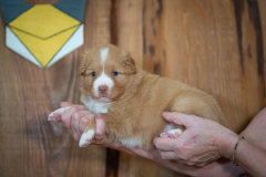 Femelle collier Jaune