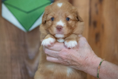 Femelle collier Vert