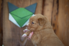 Femelle collier Vert