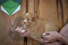 Femelle collier Vert