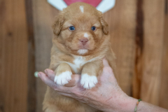 Femelle collier Rouge