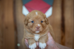 Femelle collier Rouge