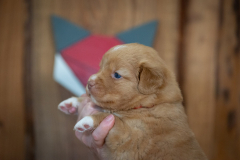 Femelle collier Rouge