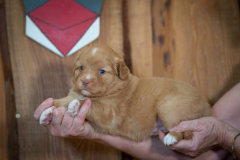 Femelle collier Rouge