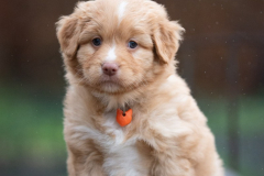 Femelle collier Orange